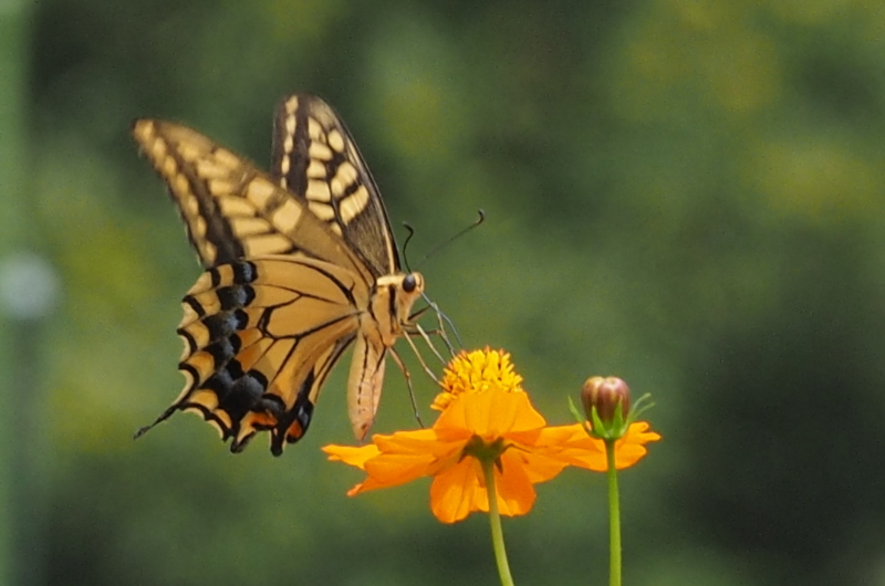 f:id:digibirds:20140901081121j:image