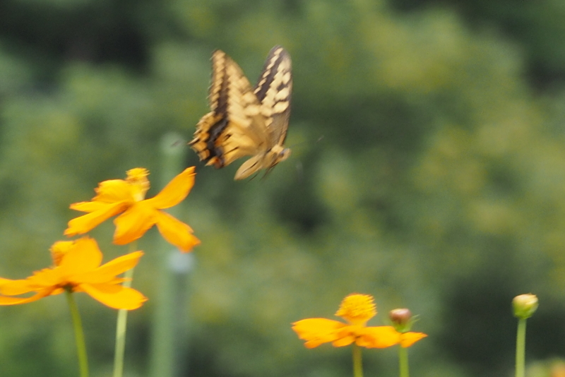 f:id:digibirds:20140901081123j:image