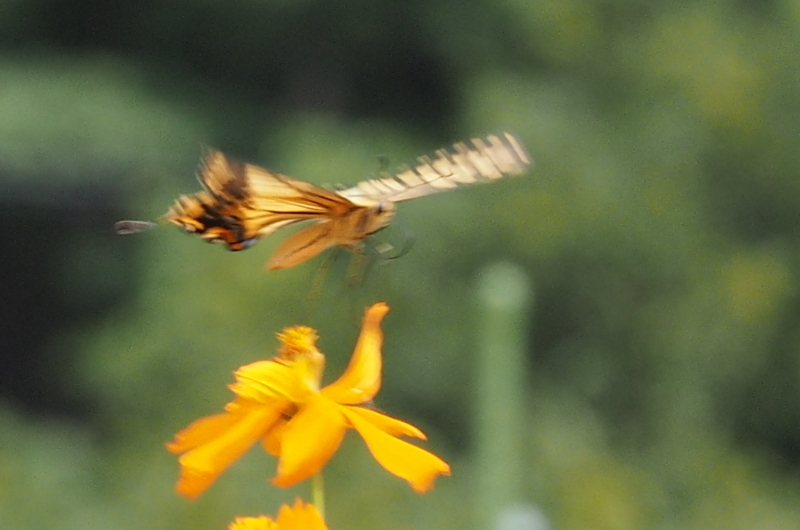 f:id:digibirds:20140901081126j:image