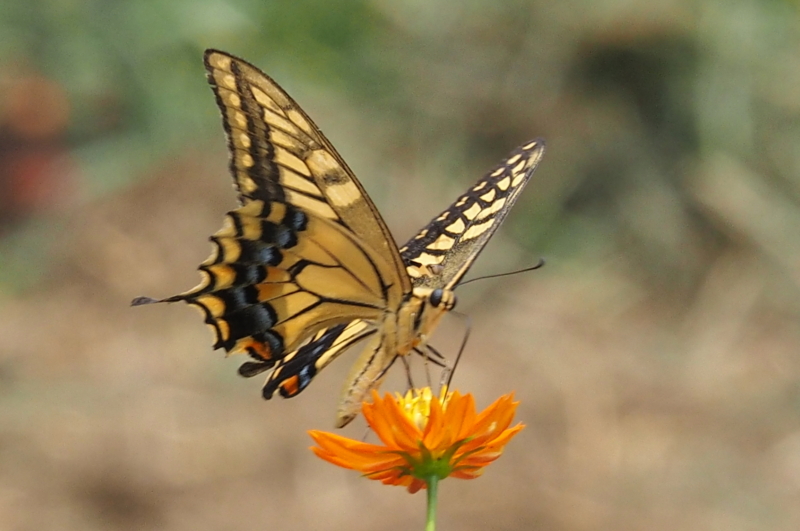 f:id:digibirds:20140901081130j:image