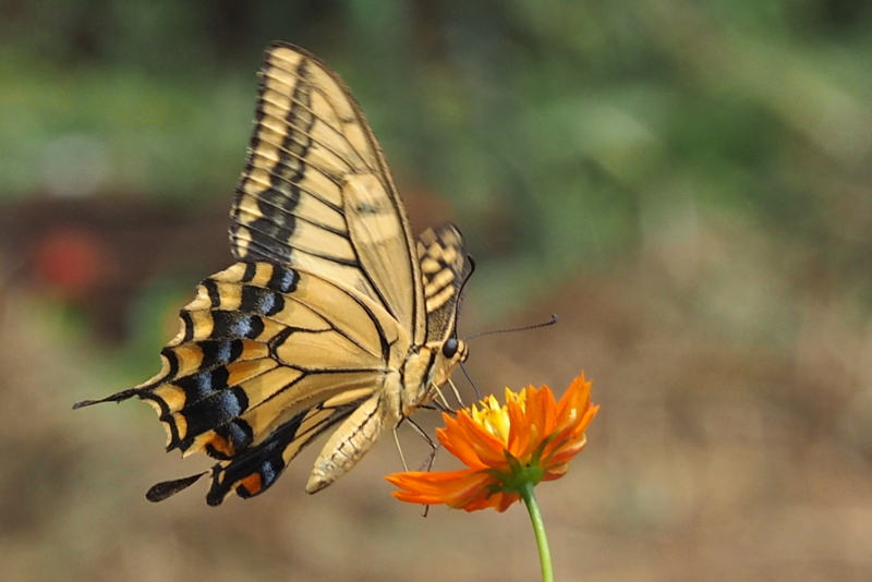 f:id:digibirds:20140901081133j:image