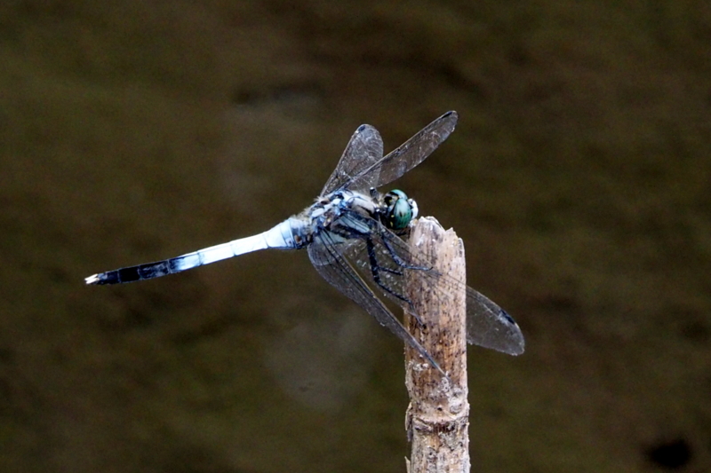 f:id:digibirds:20140909074135j:image