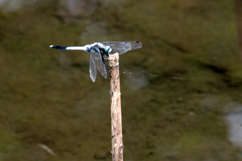 f:id:digibirds:20140909074142j:image