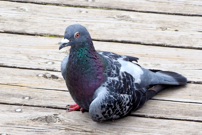 鳩ぽっぽ 鳩ぽっぽ - なかなかなかね野鳥と自然の写真館