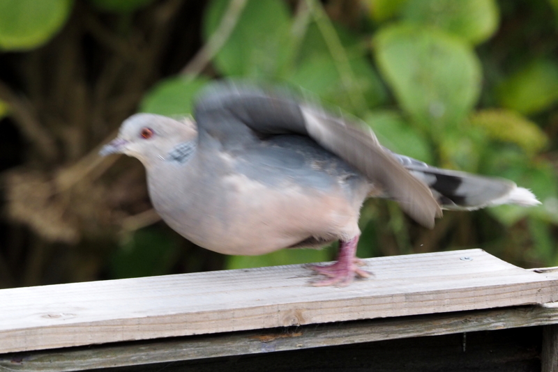 f:id:digibirds:20140913233544j:image