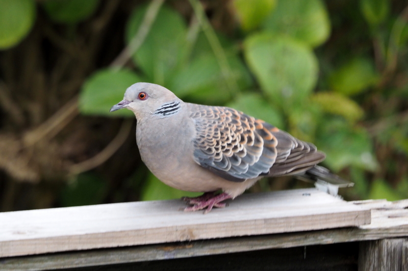f:id:digibirds:20140913233558j:image