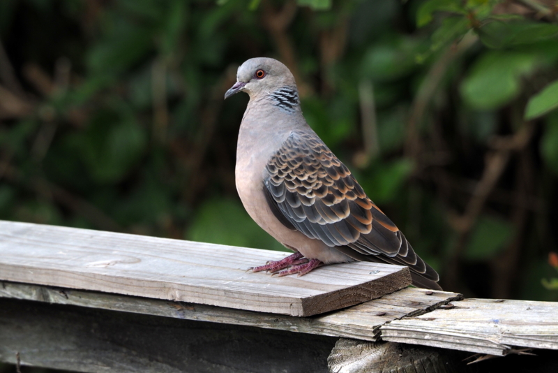 f:id:digibirds:20140913233614j:image