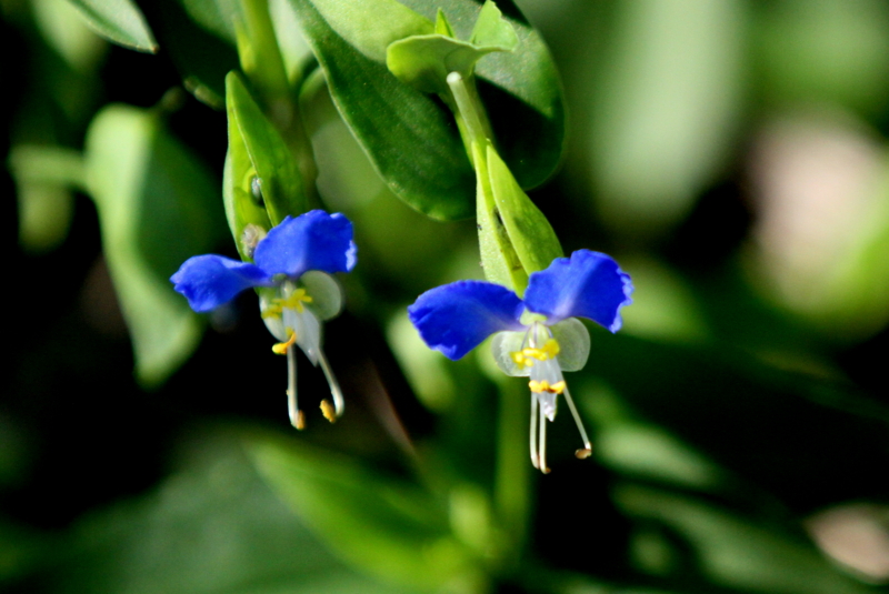 f:id:digibirds:20140914181441j:image