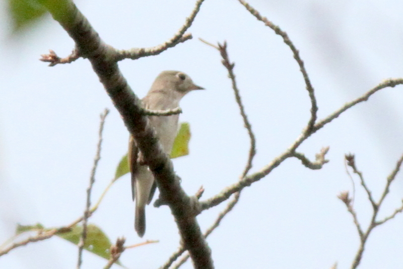 f:id:digibirds:20140915144731j:image f:id:digibirds:20140915144731j:image