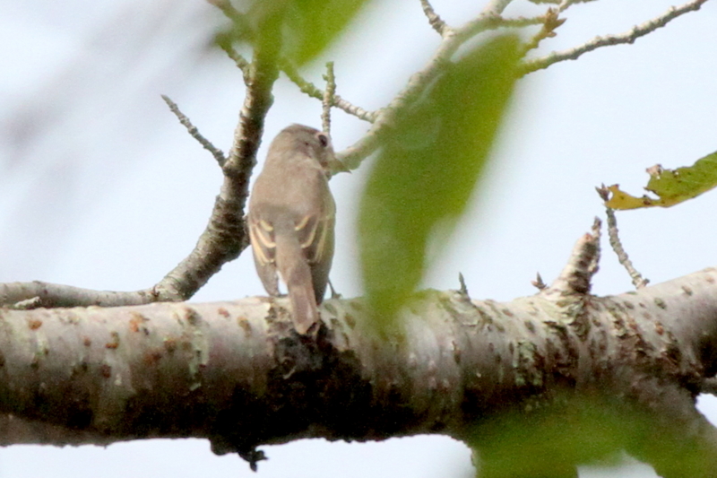 f:id:digibirds:20140915144732j:image f:id:digibirds:20140915144732j:image