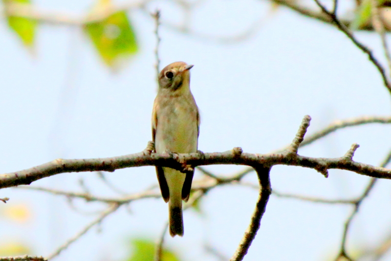 f:id:digibirds:20140915144734j:image f:id:digibirds:20140915144734j:image