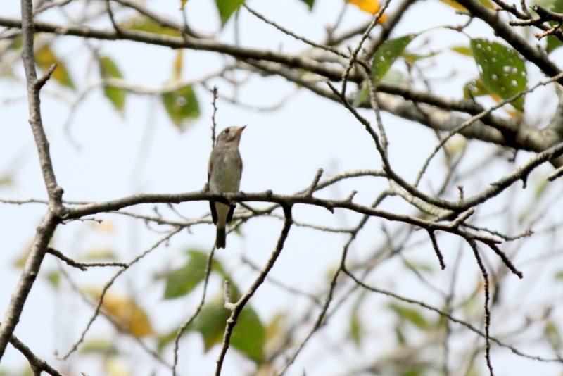 f:id:digibirds:20140915144739j:image f:id:digibirds:20140915144739j:image