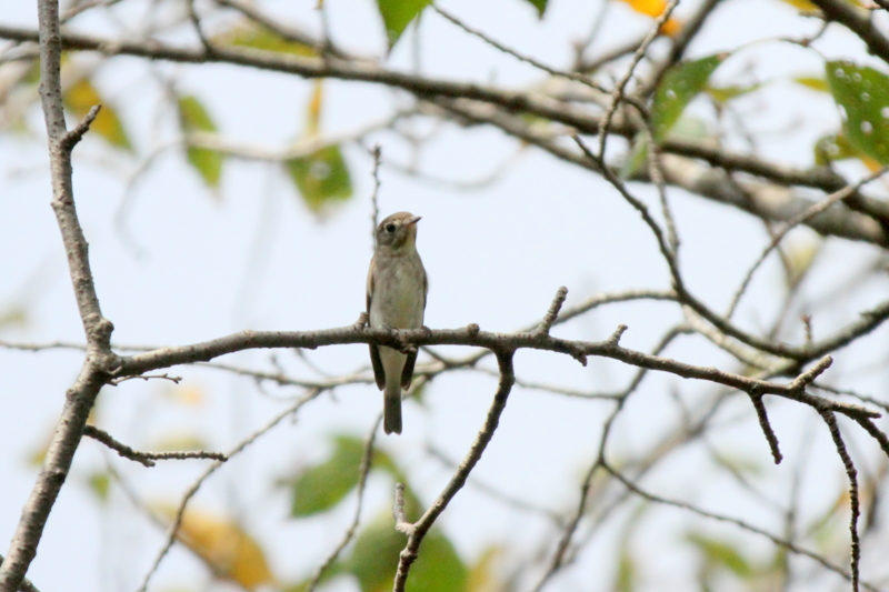 f:id:digibirds:20140915172305j:image f:id:digibirds:20140915172305j:image