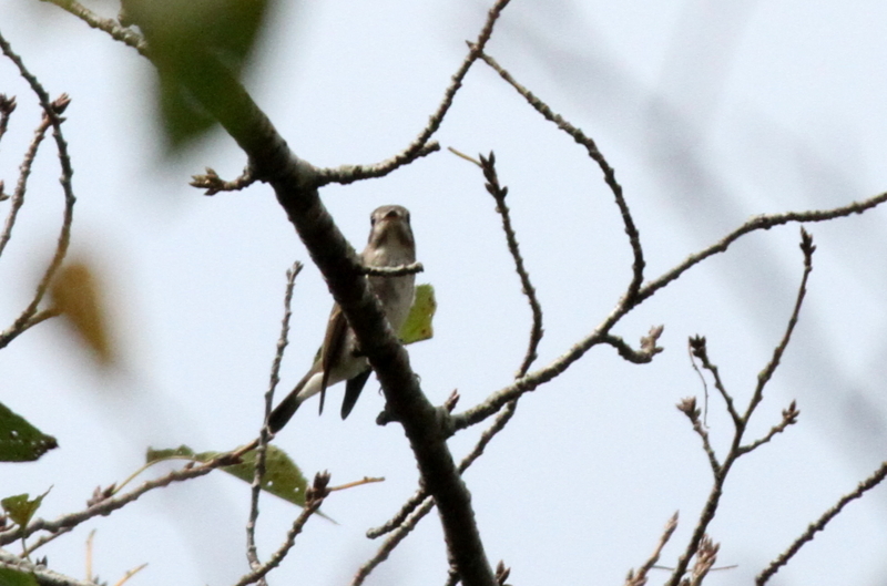 f:id:digibirds:20140915172319j:image f:id:digibirds:20140915172319j:image