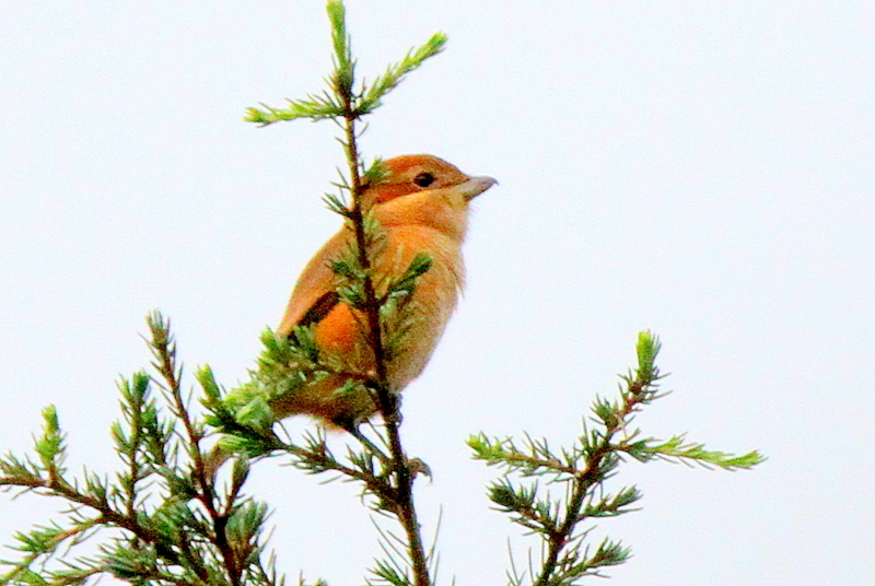 f:id:digibirds:20140916152936j:image