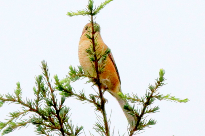 f:id:digibirds:20140916174447j:image