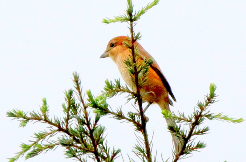 f:id:digibirds:20140916174758j:image