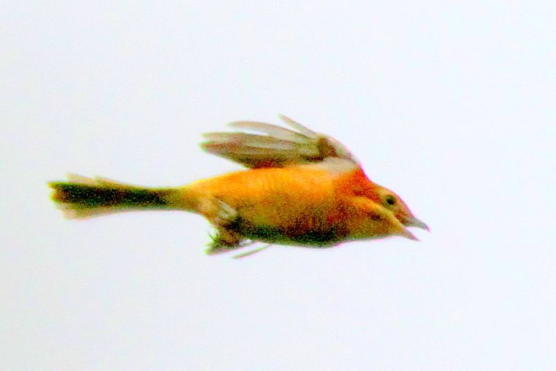 f:id:digibirds:20140916175258j:image