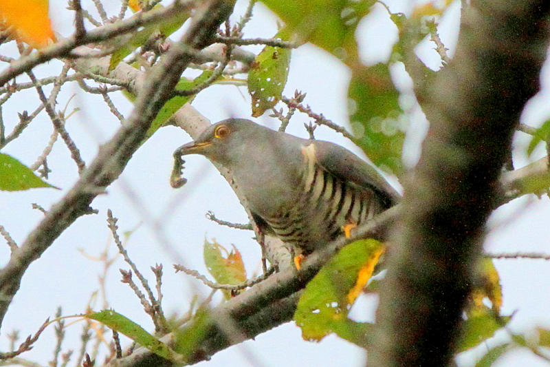 f:id:digibirds:20140917175047j:image