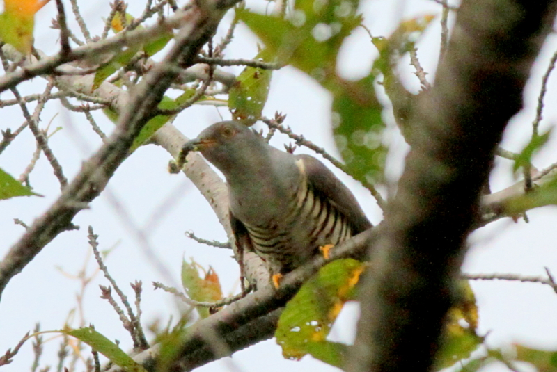 f:id:digibirds:20140917175051j:image