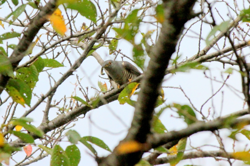 f:id:digibirds:20140917175055j:image