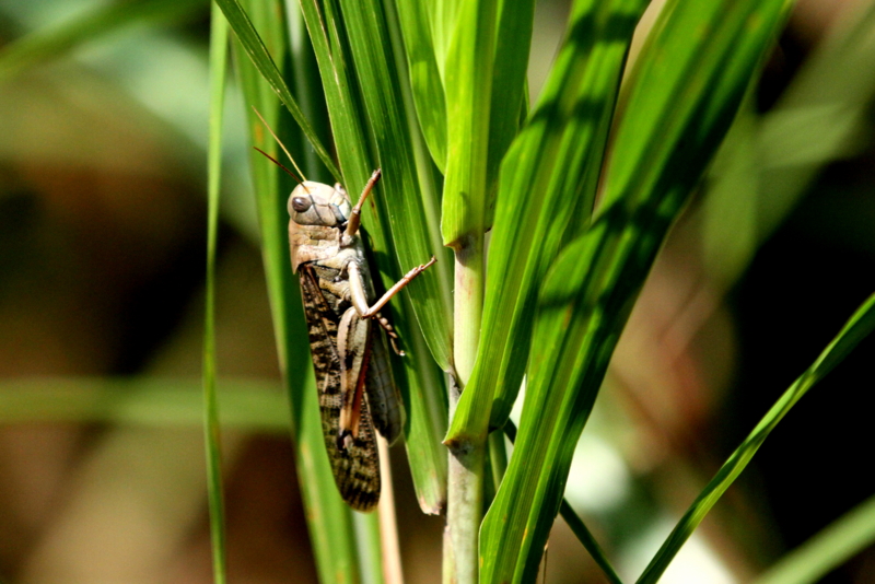 f:id:digibirds:20140918082017j:image