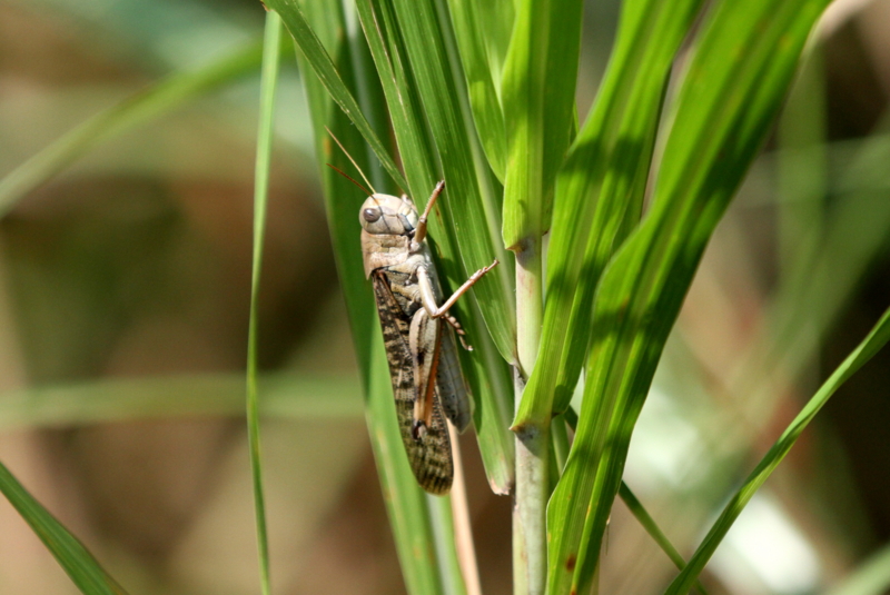 f:id:digibirds:20140918172337j:image