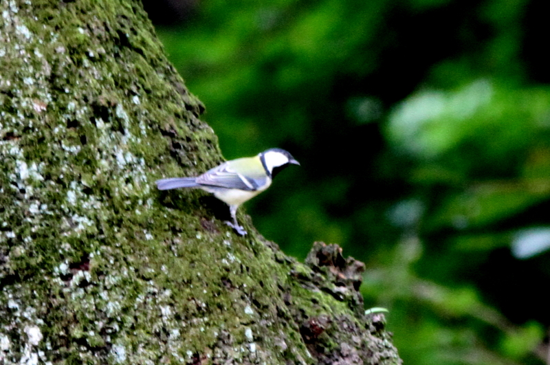 f:id:digibirds:20140919172058j:image