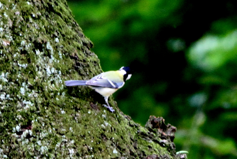 f:id:digibirds:20140919172102j:image