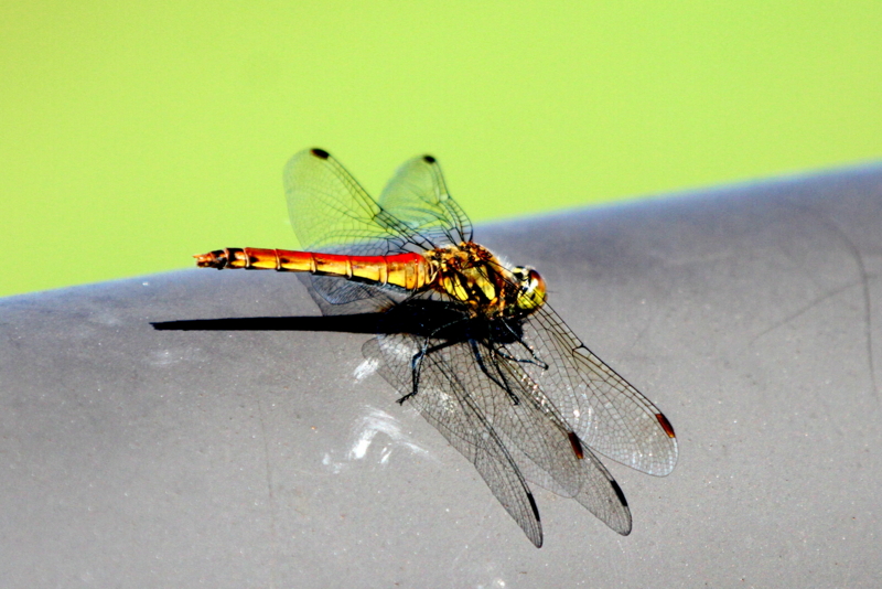 f:id:digibirds:20140920094253j:image f:id:digibirds:20140920094253j:image