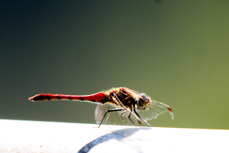 f:id:digibirds:20140920100101j:image f:id:digibirds:20140920100101j:image