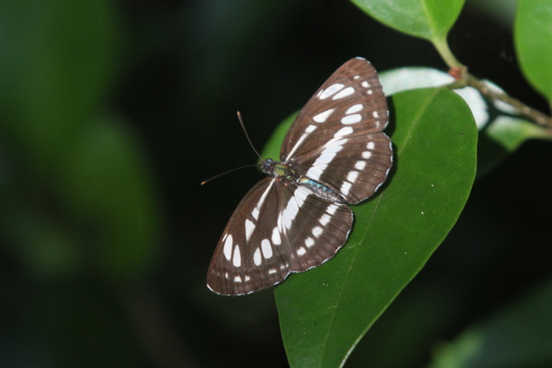 f:id:digibirds:20140924060314j:image f:id:digibirds:20140924060314j:image