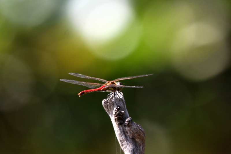 f:id:digibirds:20140924094619j:image f:id:digibirds:20140924094619j:image
