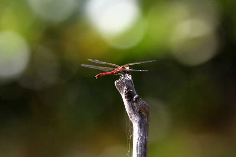 f:id:digibirds:20140924094636j:image f:id:digibirds:20140924094636j:image