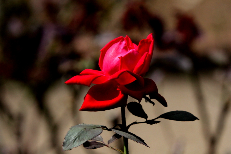 f:id:digibirds:20140926073734j:image