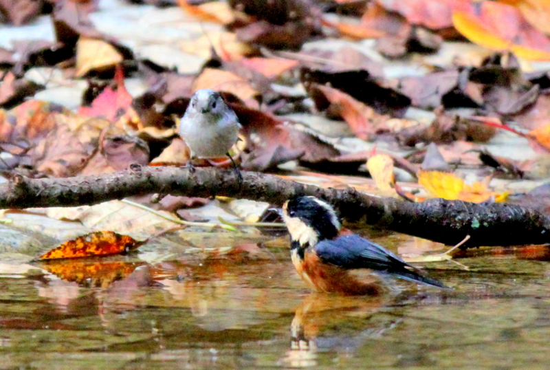 f:id:digibirds:20140928070229j:image f:id:digibirds:20140928070229j:image