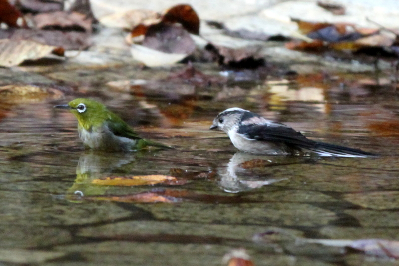 f:id:digibirds:20140929013540j:image