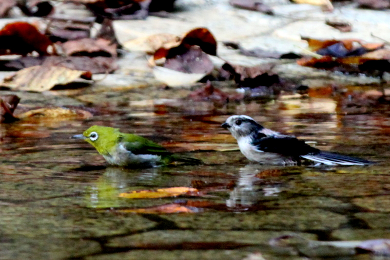 f:id:digibirds:20140929013544j:image