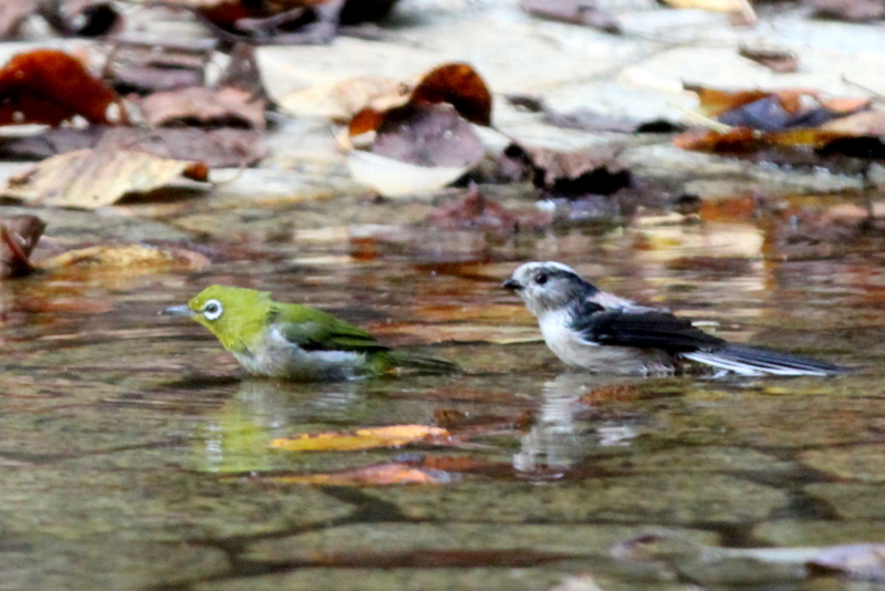 f:id:digibirds:20140929013548j:image