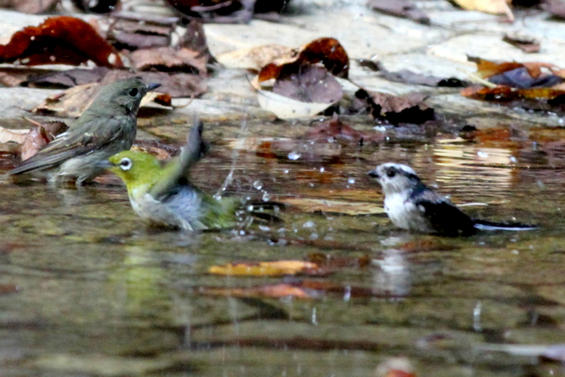 f:id:digibirds:20140929084236j:image