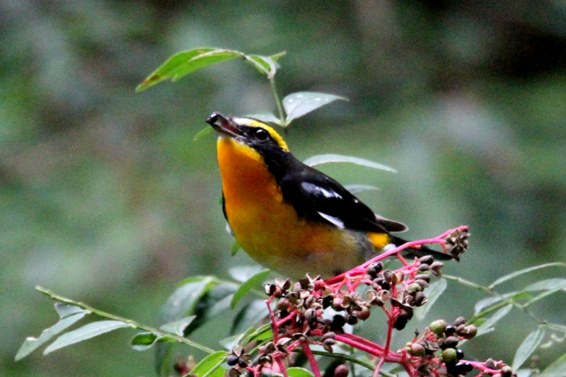 f:id:digibirds:20141012175117j:image