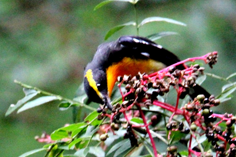 f:id:digibirds:20141012175122j:image