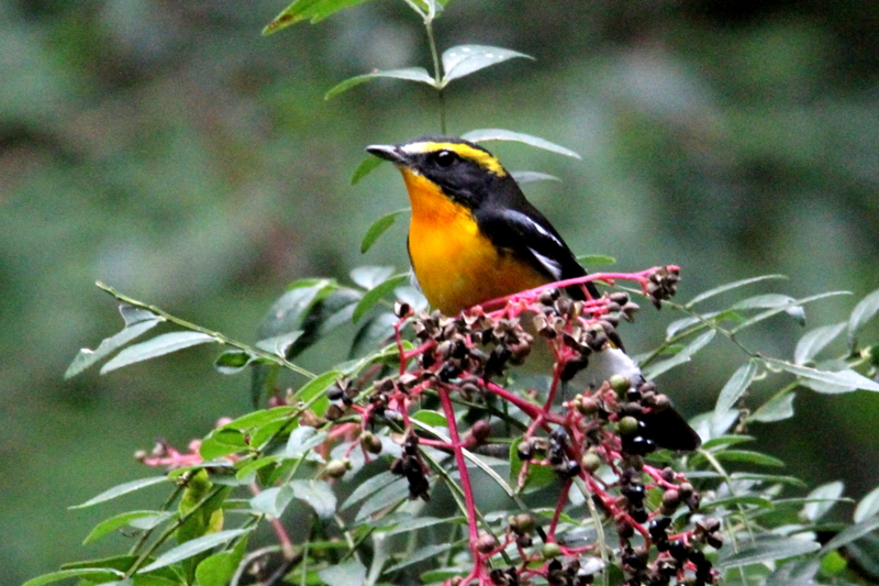 f:id:digibirds:20141012175127j:image