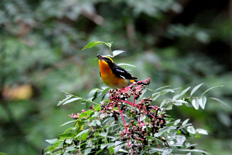 f:id:digibirds:20141012175133j:image