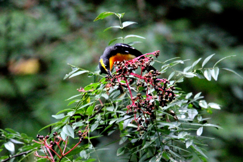 f:id:digibirds:20141012175152j:image