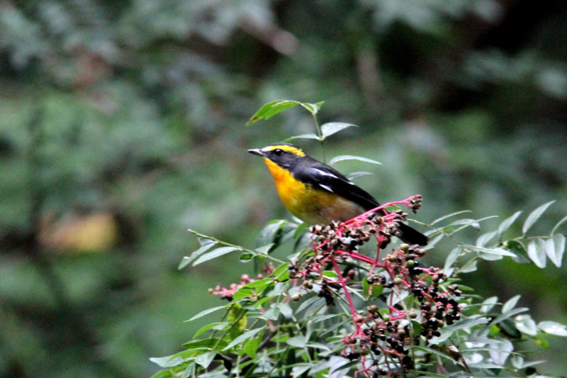 f:id:digibirds:20141012175211j:image