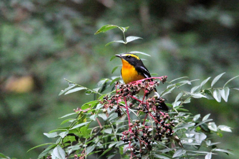 f:id:digibirds:20141012175228j:image