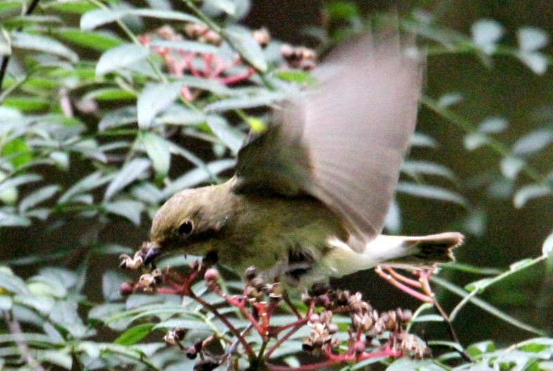 f:id:digibirds:20141012175606j:image