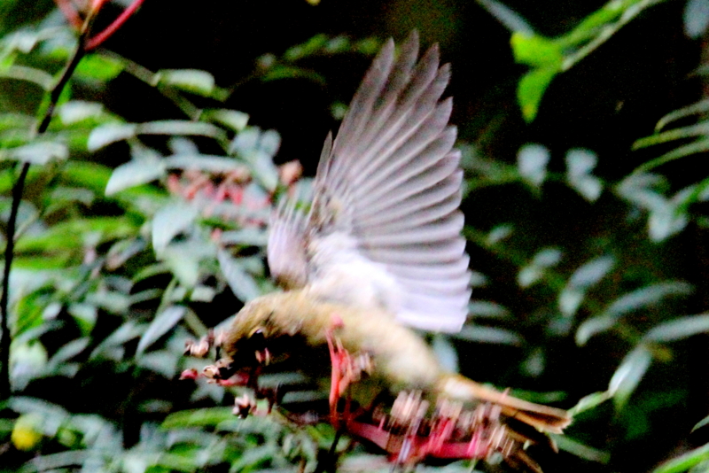 f:id:digibirds:20141012175612j:image