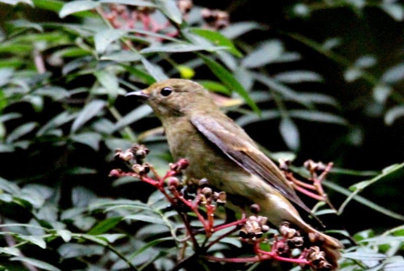 f:id:digibirds:20141012175623j:image